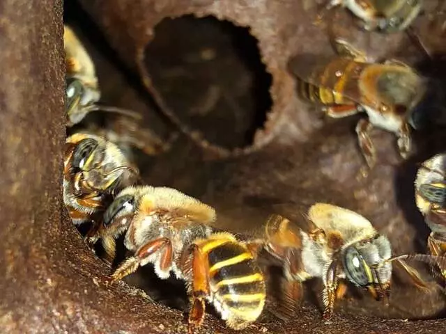 abeja melipona Maní Pueblo Mágico