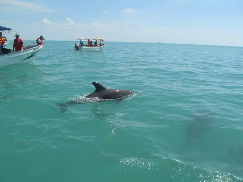 Delfines Isla Aguada Pueblo Mágico
